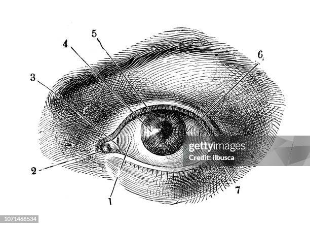 Antique illustration of human body anatomy: Human eye